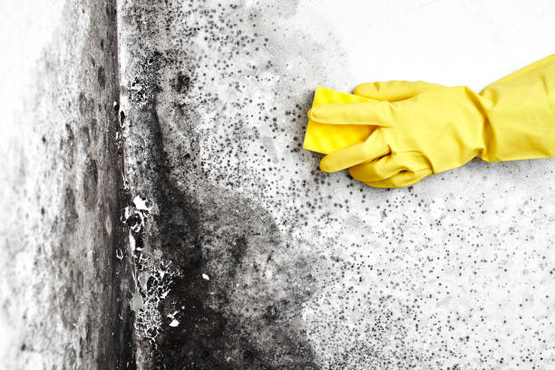 Mold Remediation for Rental Properties in Lake Barrington, IL